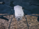 Israel Kirim Drone Pembunuh Quadcopter Tembaki Warga Sipil Gaza