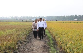 Kementan Kawal Panen Raya di Lahan Rawa Banyuasin
