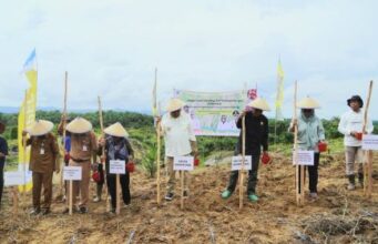 Hadapi Elnino, Kementan Tanam Padi Gogo di Perkebunan Sawit Kabupaten Paser