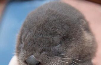 Tautan 15/3/2024 | kapitalisme telanjang