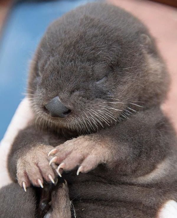 otter_pup.jpeg