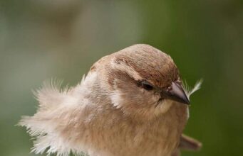 Tautan 21/3/2024 | kapitalisme telanjang