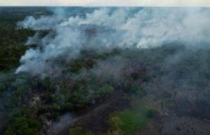 Duh, Dunia Kehilangan Hutan Tropis Seukuran 10 Lapangan Sepak bola Setiap Menit