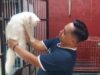 Jelang Lebaran, Rumah Penitipan Kucing Laris Manis Banjir Pesanan