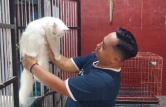 Jelang Lebaran, Rumah Penitipan Kucing Laris Manis Banjir Pesanan