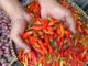 H3 Lebaran, Bawang dan Cabai Langka di Pasar Tradisional Depok