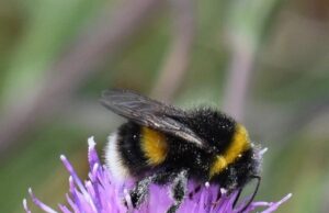 Tautan 4/4/2024 | kapitalisme telanjang