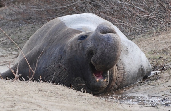 elephant_seal.jpeg