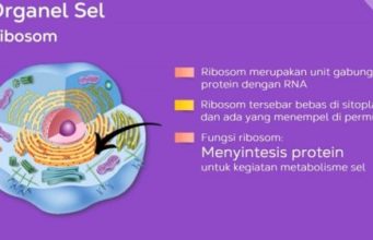 Fungsi Ribosom pada Sel Tumbuhan dan Hewan