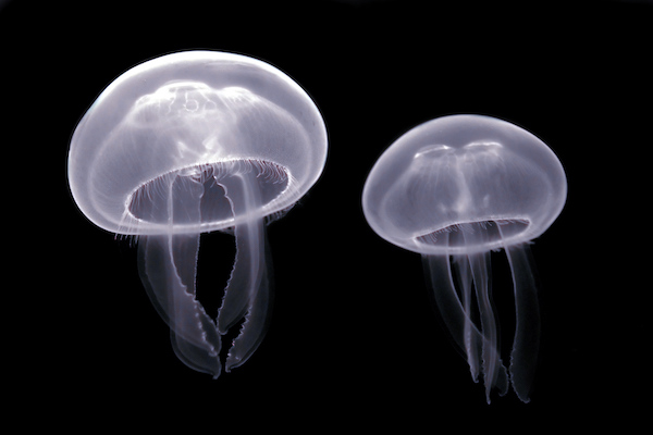 Aurelia_aurita_Cnidaria_Luc_Viatour.jpg