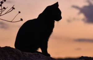 Mendukakan Kucing Keluarga di Dunia yang Penuh Kekerasan