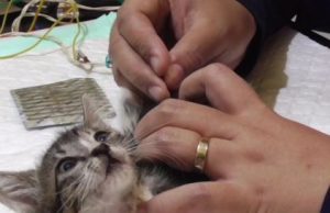 Flu Burung Ternyata Dapat Menular ke Kucing, Ini Tindakan yang Dapat Dilakukan Pemilik Hewan