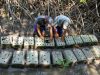 Di Tangan Masyarakat, Kesuksesan Pengelolaan Hutan yang Produktif dan Berkelanjutan