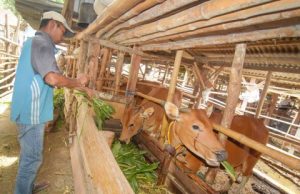 Sebagian Besar Sapi Kurban di Sulsel Berasal dari NTB