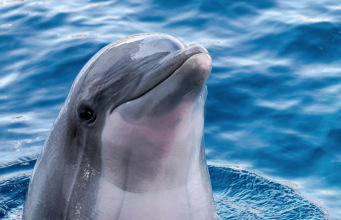 Tautan 18/6/2024 | kapitalisme telanjang