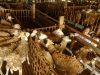 SnackVideo dan Cinta Quran Meriahkan Idul Adha dengan Kompetisi Konten Kreatif BerHadiah Kambing Kurban