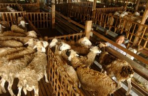 SnackVideo dan Cinta Quran Meriahkan Idul Adha dengan Kompetisi Konten Kreatif BerHadiah Kambing Kurban
