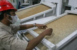 Jaga Cadangan Pangan, Bulog Serap 700 Ribu Ton Beras Petani