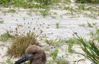 Tautan 14/6/2024 | kapitalisme telanjang
