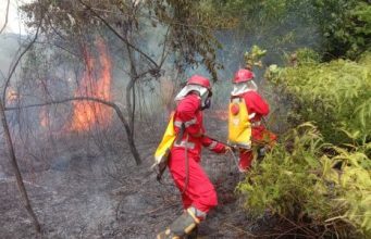 Pemerintah Kabupaten Kota Se-Kalteng Diminta Untuk Tetapkan Status SiagaDarurat Bencana Karhutla