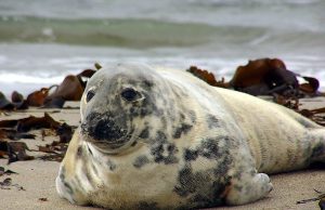 Tautan 12/06/2024 | kapitalisme telanjang