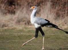 Tautan 16/06/2024 | kapitalisme telanjang