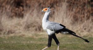 Tautan 16/06/2024 | kapitalisme telanjang