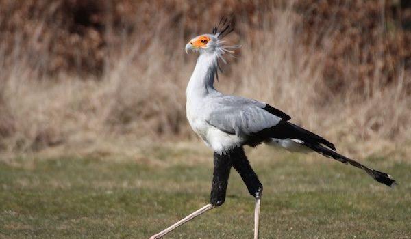 Tautan 16/06/2024 | kapitalisme telanjang