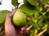 5 Manfaat Jambu Biji untuk Kesehatan Tubuh