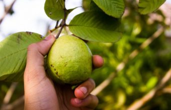 5 Manfaat Jambu Biji untuk Kesehatan Tubuh