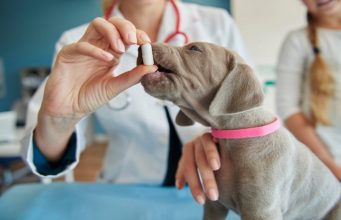 Hati-hati, Obat-Obatan Manusia Bisa Beracun Seperti Anabul