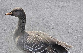 Tautan 31/7/2024 | kapitalisme telanjang