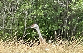 Tautan 17/7/2024 | kapitalisme telanjang