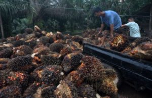 Koperasi di Merauke Mulai Bangun Kebun Sawit Masyarakat