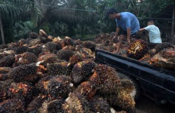Koperasi di Merauke Mulai Bangun Kebun Sawit Masyarakat