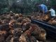 Koperasi di Merauke Mulai Bangun Kebun Sawit Masyarakat
