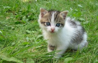 Tautan 14/7/2024 | kapitalisme telanjang