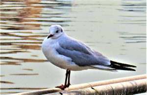 Tautan 26/7/2024 | kapitalisme telanjang