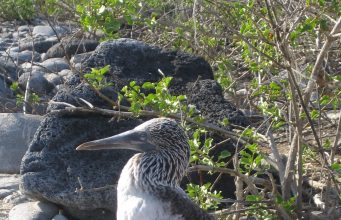 Tautan 27/8/2024 | kapitalisme telanjang