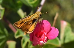 Tautan 24/8/2024 | kapitalisme telanjang