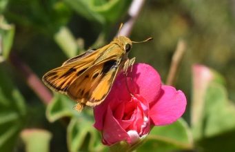 Tautan 24/8/2024 | kapitalisme telanjang