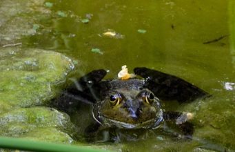 Tautan 8/7/2024 | kapitalisme telanjang