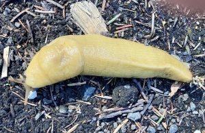 Tautan 28/8/2024 | kapitalisme telanjang