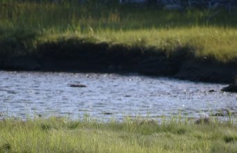 Tautan 21/8/2024 | kapitalisme telanjang