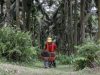 Pertama di Indonesia, Lahan Sawit Rakyat di Hutan Rantau Bertuah Dapat SK Biru