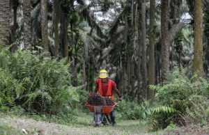 Pertama di Indonesia, Lahan Sawit Rakyat di Hutan Rantau Bertuah Dapat SK Biru