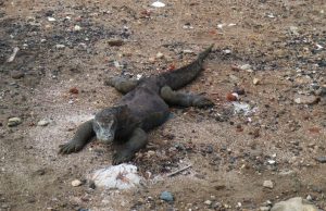 7 Hewan Ini Mirip Dinosaurus