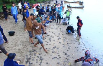 Cegah Kepunahan, 1.107 Tukik Tuntong Laut Dilepasliarkan ke Laut Selat Malaka