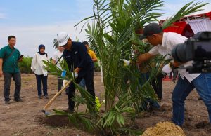 60.000 Hektare Sawit Diremajakan Hingga 2026