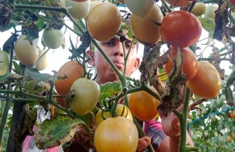 Harga Anjlok, Petani di Aceh Buang Tomat